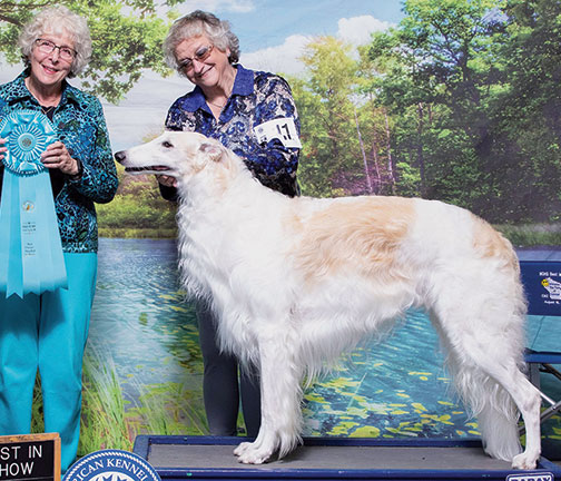 Top AKC NOHS Borzoi 2024